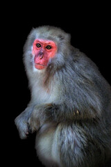 Close up of face of a Japanese macaque, or snow monkey, 