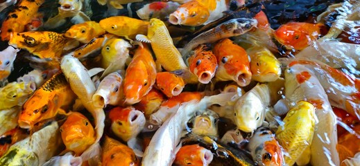 Close up of colorful Koi fishes or Japanese Koi carp swimming in the healthy lake. Koi open mouth...