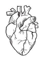 Human heart, Anatomy internal organs Illustration Vector