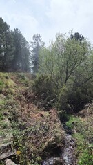 pine tree in the forest