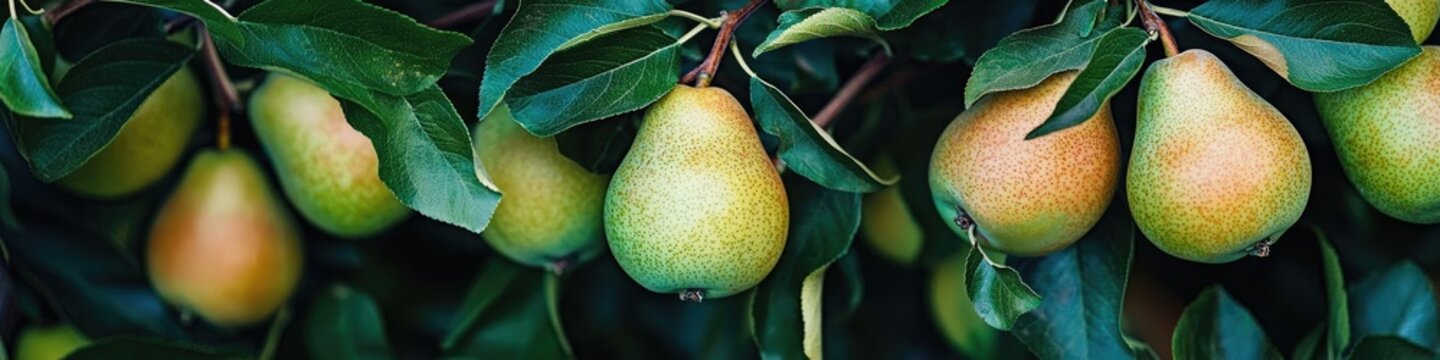 pears on a tree branch. Selective focus