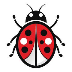 ladybug on white background