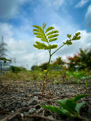 tree growing in the soil