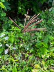 close up of grass