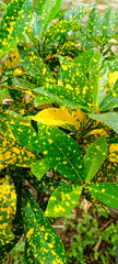 leaves in the jungle