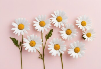 Bouquet of daisy flowers isolated on pink background, close up