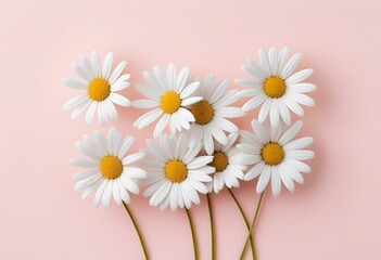 Obraz premium Bouquet of daisy flowers isolated on pink background, close up