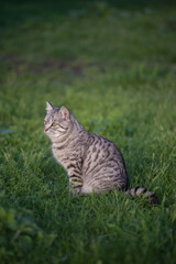 gray tabby forest cat in natural habitat in green grass