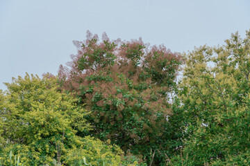 Flowering bush smoke tree of red cotinus coggygria. Beautiful fluffy flowers skumpiya tanning from the anacardiaceae family. Woody deciduous garden plant. Tannin for obtaining yellow dye. Smoke bush.