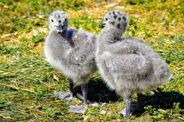 Two kelp gull chicks on Magdalena Island, Chile.
