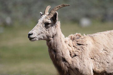 Portrait of a female Big Horn Sheep in Yellowstone National Park.