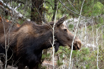 Female Moose hiding in the trees in Yellowstone National Park.