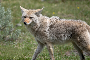 Fototapeta premium Coyote out for a walk in Yellowstone National Park.