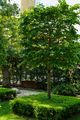 Obraz premium A linden tree trimmed as cube grows from a similarly formed cube of boxwood. The original design of the recreational spaces of the resort town of Gelendzhik.