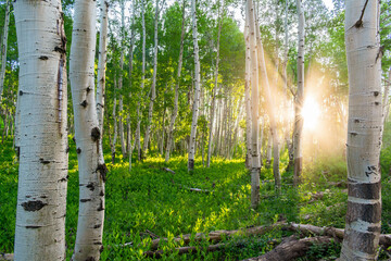 Morning Aspens 2