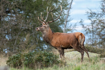 Wild imprevvise Red deer stag (Cervus elaphus) standing in an alpine meadow at twilight on forest background an showing its size. Natural enviroment, Alps, Piedmont, Italy. Rare.