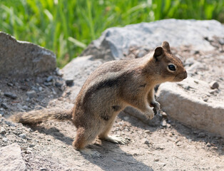 Wild squirrel in nature. Gopher or squirrel outdoor. Wild animal in nature. Squirrel on the ground. Rodent animal fauna. Rodent animal family. Wildlife nature. Ground squirrel