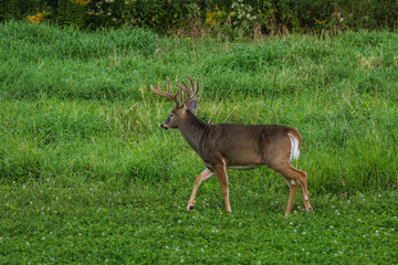 WHITETAIL DEER_ BUCK