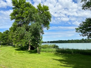 Trees by the lake