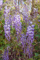Fototapeta premium Springtime. Beautiful wisteria flowers in garden