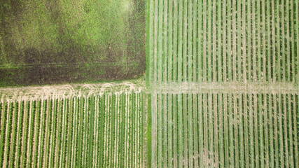 Fototapeta premium Agriculture en Gironde