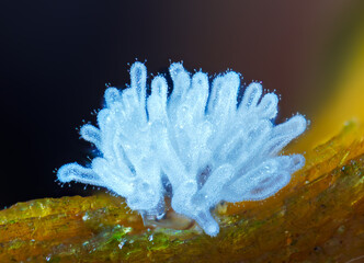 Coral slime mold - Ceratiomyxa fruticulosa