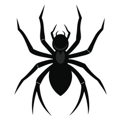 black spider isolated on white