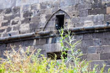 green grass stalk and wall of black fortress