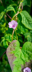 pink flower
