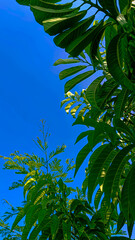 leaves against blue sky