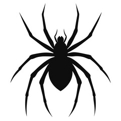 black spider isolated on white
