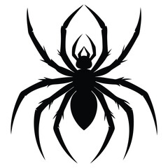 spider on a white background