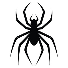 spider isolated on white background