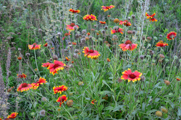 a field of red and yellow flowers that are in the grass 