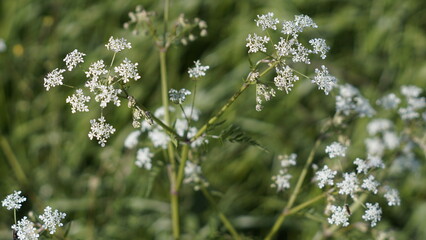 Wildflower Meadow: Delicate Clusters of Cow Parsley Blooms