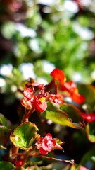 red flower christmas decoration