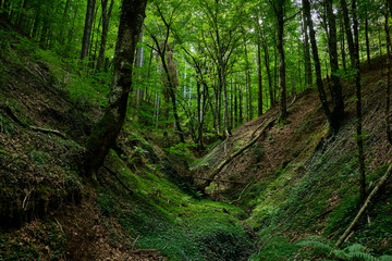 Tra i sentieri del Parco Nazionale della Sila Piccola, Calabria, Italia