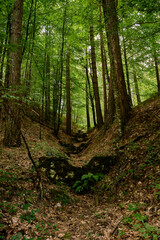 Alberi del Parco Nazionale della Sila Piccola, Calabria, Italia
