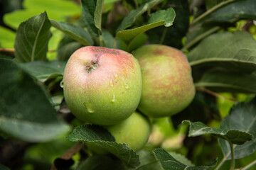 apples on the apple tree. green apples on the branch. raindrops and apple. apples and apple leaves