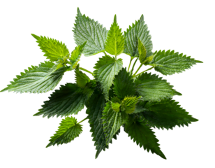 Close-up of a bunch of fresh nettle leaves. Transparent background.