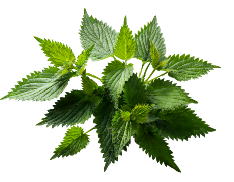 Close-up of a bunch of fresh nettle leaves. Transparent background.