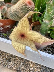 Stapelia gigantea