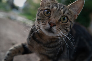 close up of a cat