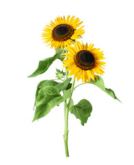 Two sunflowers close up on a transparent background © Krafla