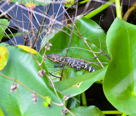 caterpillar on a leaf