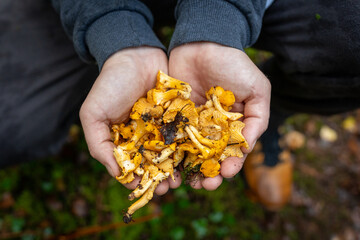 Fresh Foraged Chanterelles in Hands - A Nature’s Bounty