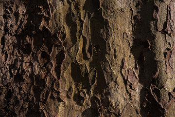 Ancient Tree Texture Details, Vila Nova de Famalicao, Portugal.