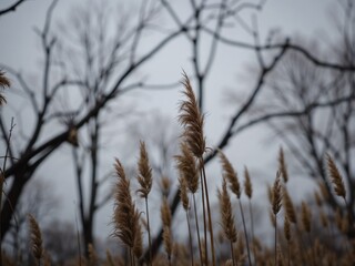 Obraz premium Tall grasses sway gracefully in the wind, set against a backdrop of bare trees, capturing the minimalist and serene landscape of a peaceful, late autumn day.