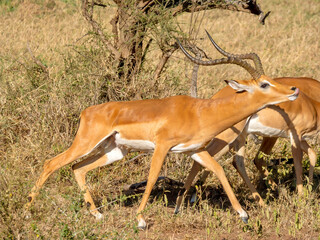 Male impala (Aepyceros melampus) in the savannah of the Serengeti National Park in Tanzania.