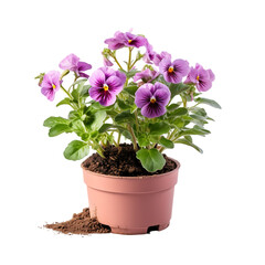 Pansy plant 